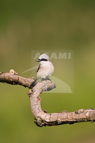 Grauwe Klauwier mannetje zittend in boomtop; Red-backed Shrike male perched in treetop stock-image by Agami/Marc Guyt,