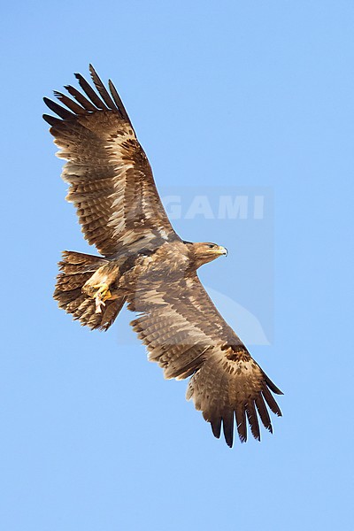 Steppe Eagle (Aquila nipalensis orientalis), juvenile in flight stock-image by Agami/Saverio Gatto,