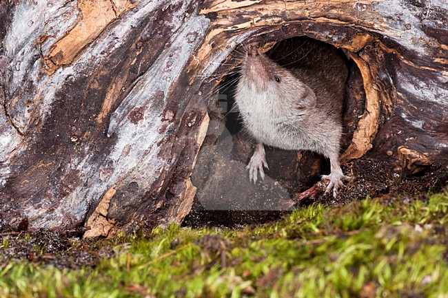 Huisspitsmuis op de grond; Greater White-toothed Shrew on the ground stock-image by Agami/Theo Douma,