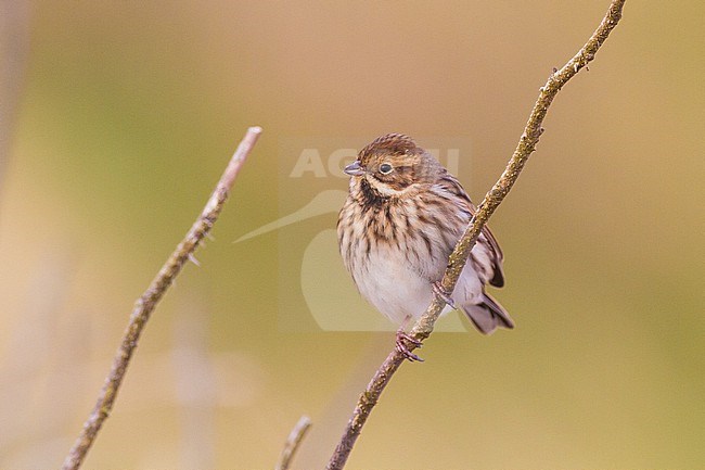 Reed Bunting female first calendar perched on twig frontal stock-image by Agami/Menno van Duijn,