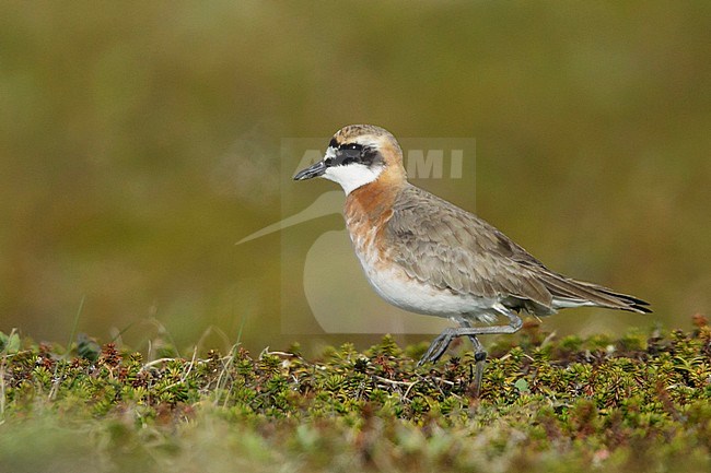 Adult male Lesser Sand Plover (Charadrius mongolus stegmanni) in summer plumage on the arctic tundra on Seward Peninsula, Alaska, USA. Walking past. stock-image by Agami/Brian E Small,