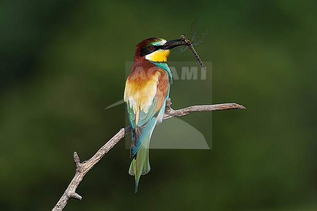 European Bee-eater, Merops apiaster, in Hungary during spring. stock-image by Agami/Marc Guyt,