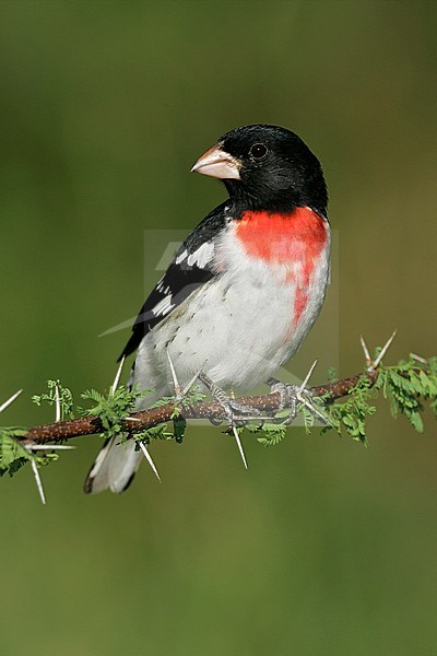 Volwassen mannetje Roodborstkardinaal, Adult male Rose-breasted Grosbeak stock-image by Agami/Brian E Small,
