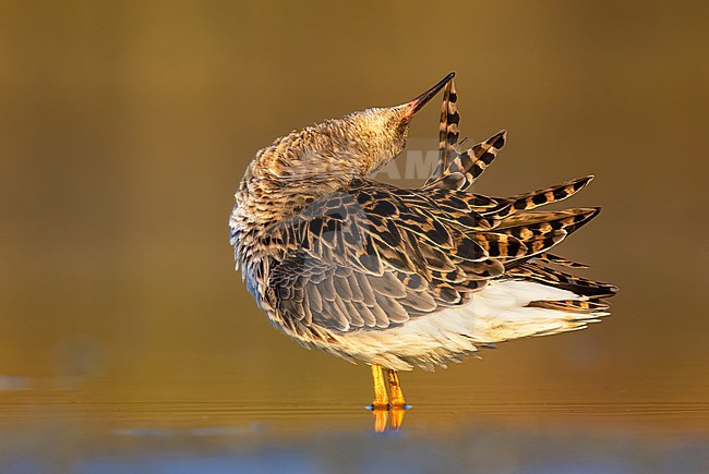Preening Ruff, Philomachus pugnax, in Italy. stock-image by Agami/Daniele Occhiato,