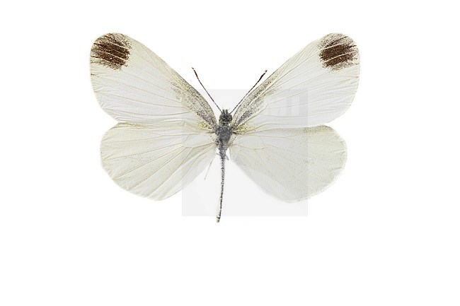 Boswitje, Wood White, Leptidea sinapis stock-image by Agami/Wil Leurs,
