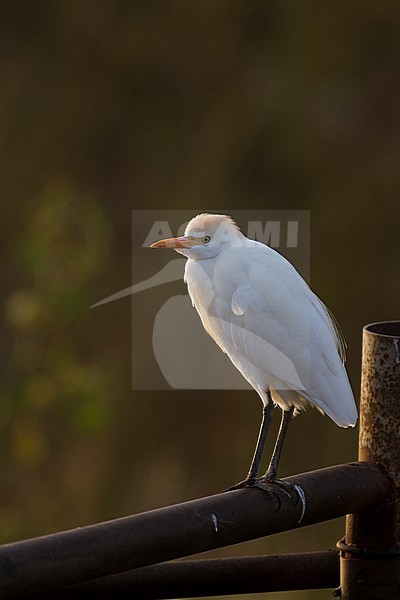 Cattle Egret - Kuhreiher - Bubulcus ibis ssp. ibis, Cyprus, adult stock-image by Agami/Ralph Martin,