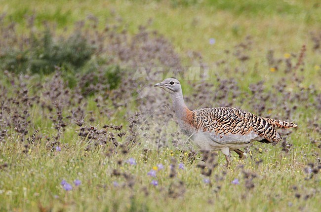 Vrouwtje Grote trap; Female Great Bustard stock-image by Agami/Markus Varesvuo,