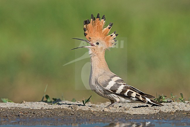 Eurasian Hoopoe (Upupa epops) in Italy stock-image by Agami/Alain Ghignone,