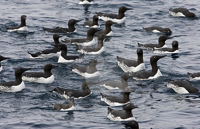 Zwemmende Zeekoeten; Swimming Common Murres stock-image by Agami/Markus Varesvuo,