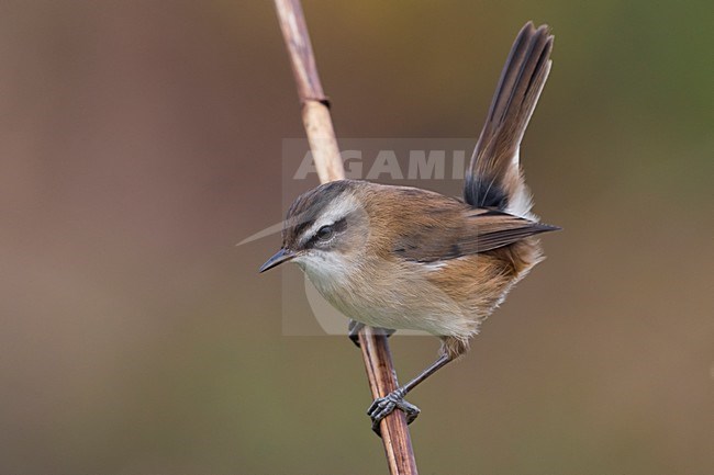 Zwartkoprietzanger, Moustached Warbler stock-image by Agami/Daniele Occhiato,