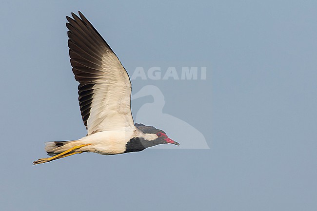 Red-wattled Lapwing (Vanellus indicus) in India. stock-image by Agami/Marc Guyt,