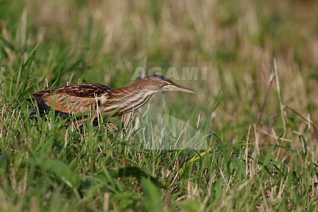  stock-image by Agami/Chris van Rijswijk,