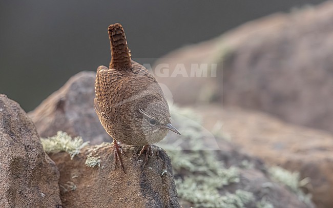Shetland Wren (Troglodytes troglodytes zetlandicus) sitting on a wall in Sumburgh Head Lighthouse, Shetland, Scotland, United Kingdom. stock-image by Agami/Vincent Legrand,