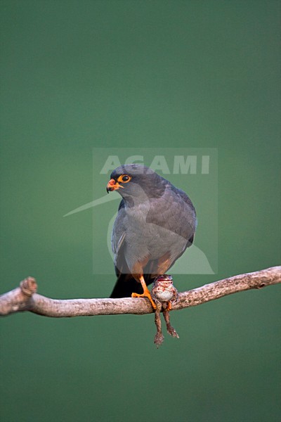 Roodpootvalk, Red-Footed Falcon, Falco vespertinus stock-image by Agami/Marc Guyt,