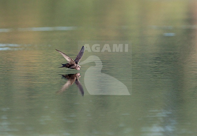 Common Swift (Apus apus) in the Netherlands. Drinking water in flight. stock-image by Agami/Ran Schols,