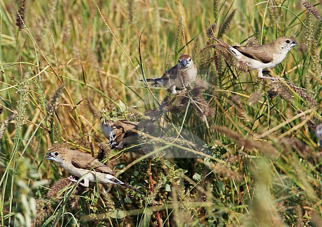 Loodbekje; Indian Silverbill stock-image by Agami/Markus Varesvuo,