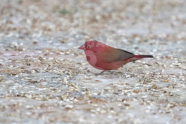 Male Red-billed Firefinch (Lagonosticta senegala somaliensis) foraging on the ground near Hargeisa, Somaliland. stock-image by Agami/David Monticelli,