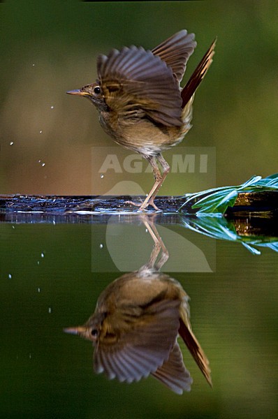 Nachtegaal wegvliegend bij waterkant; Common Nightingale flying away at drinking station stock-image by Agami/Marc Guyt,