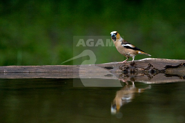 Appelvink bij de drinkplaats; Hawfinch at drinking site stock-image by Agami/Marc Guyt,