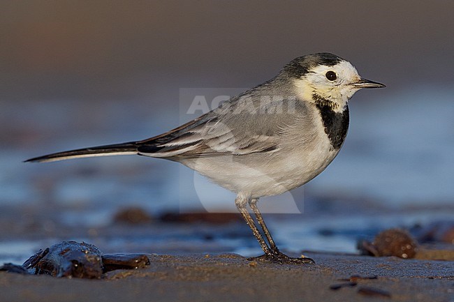 White Wagtail, Adult standing on the sand, Campania, Italy (Motacilla alba) stock-image by Agami/Saverio Gatto,