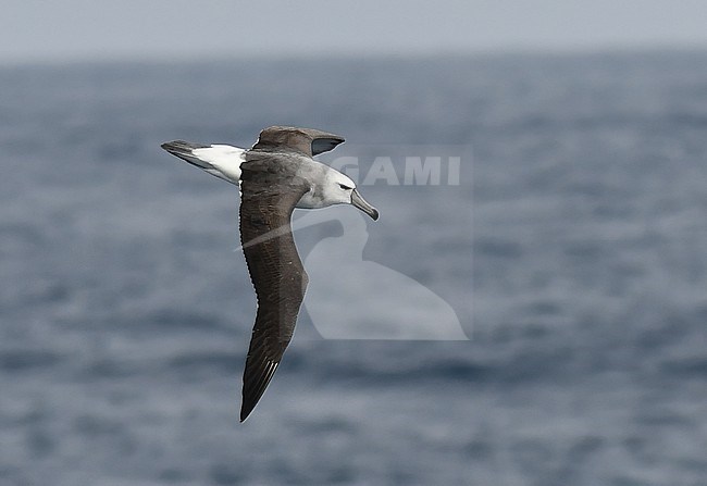 Shy Albatross, Thalassarche cauta, at sea between South Georgia and Gough, in the Southern Atlantic ocean. stock-image by Agami/Laurens Steijn,