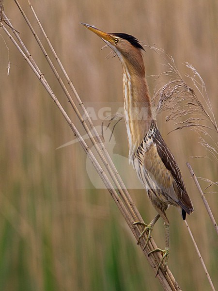 Tarabusino; Little Bittern; Ixobrychus minutus stock-image by Agami/Daniele Occhiato,
