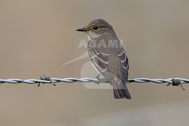 Grauwe Vliegenvanger zittend op prikkeldraad; Spotted Flycatcher perched on a wire stock-image by Agami/Arie Ouwerkerk,