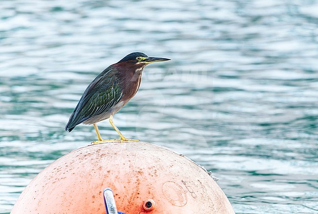 Wintering Green Heron, Butorides virescens, on Bermuda. Adult perched on a buoy in the harbour. stock-image by Agami/Marc Guyt,
