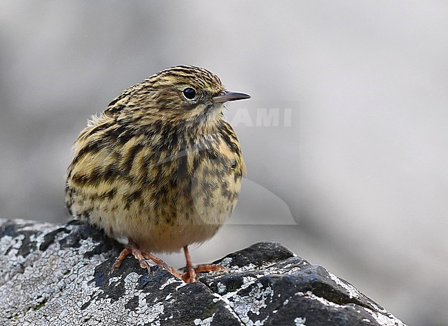 South Georgia Pipit, Anthus antarcticus, on mainland sSouth Georgia in the South Atlantic ocean. stock-image by Agami/Laurens Steijn,