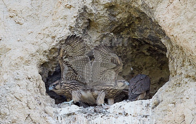 Juveniele Lannervalken op nest, Juvenile Lanner Falcons on nest stock-image by Agami/Markus Varesvuo,