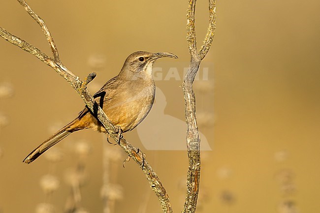 Adult California Thrasher (Toxostoma redivivum) perched in a low bush in Santa Barbara County, California, United States. stock-image by Agami/Brian E Small,