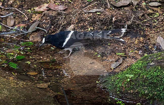White-crowned forktail (Enicurus leschenaulti) near a stream in the mountains stock-image by Agami/Pete Morris,