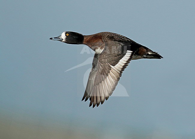 Tufted Duck (Aythya fuligula), first winter female in flight, seen from the side, showing upper wing. stock-image by Agami/Fred Visscher,