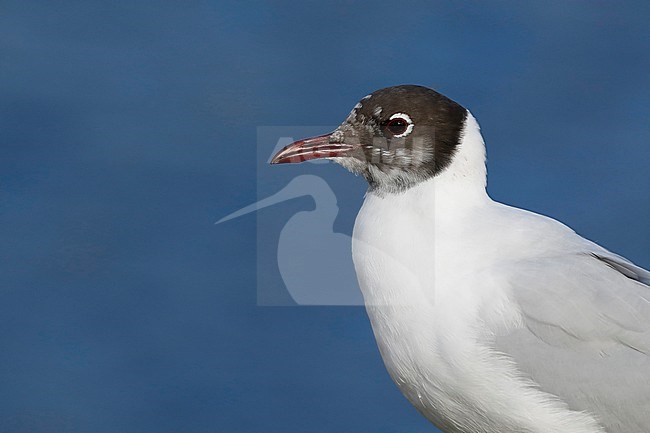 Kokmeeuw; Black-headed Gull stock-image by Agami/Chris van Rijswijk,