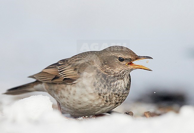 Black-throated Thrush (Turdus ruficollis) Helsinki Finland February 2017
Some features of Red-throated Thrush. Hybrid? stock-image by Agami/Markus Varesvuo,