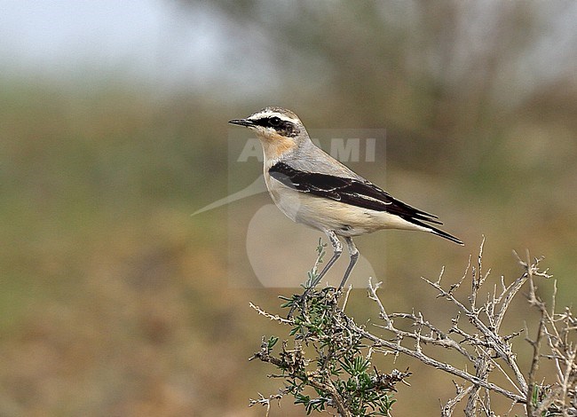 Northern Wheatear, Tapuit, Oenanthe oenanthe ssp. libanotica stock-image by Agami/Andy & Gill Swash ,