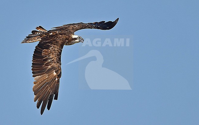  stock-image by Agami/Eduard Sangster,