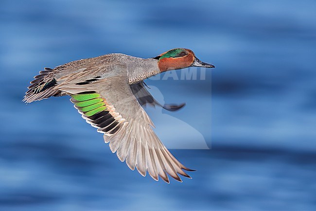 Adult male Green-winged Teal (Anas carolinensis) flying above a pond in Manitoba, Canada. stock-image by Agami/Glenn Bartley,