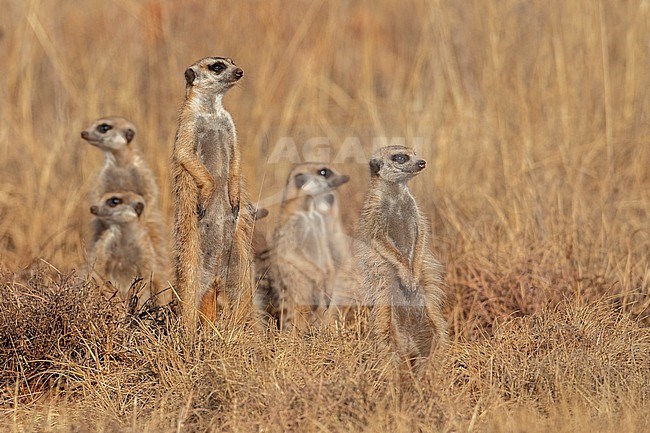 Meerkats (Suricata suricatta) near Pretoria, South Africa. stock-image by Agami/Tom Friedel,