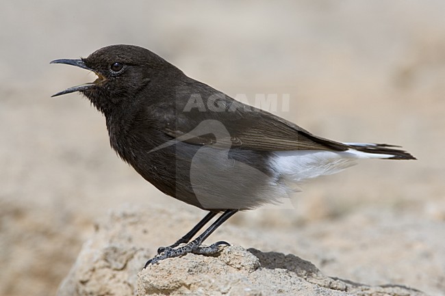 Black Wheatear male singing; Zwarte Tapuit man zingend stock-image by Agami/Daniele Occhiato,