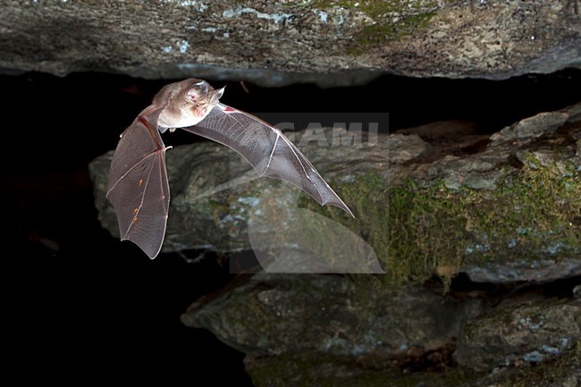 Paarse Hoefijzerneus verlaat grot,  Mediterranean Horseshoe Bat leaving cave stock-image by Agami/Theo Douma,