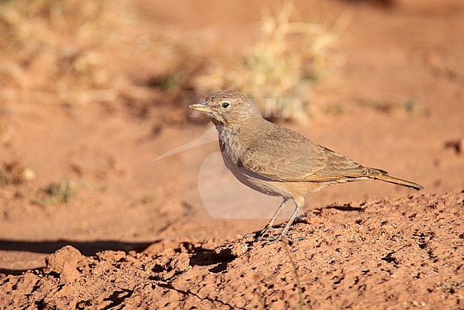 Desert Lark (Ammomanes deserti) standing on orange rocks, in Morocco. stock-image by Agami/Sylvain Reyt,