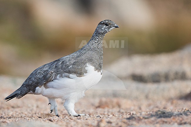 Rock Ptarmigan - Alpenschneehuhn - Lagopus muta ssp. millaisi, Scotland, adult male, summer plumage stock-image by Agami/Ralph Martin,