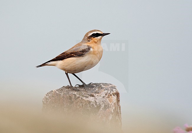 Mannetje Tapuit; Male Northern Wheatear stock-image by Agami/Roy de Haas,