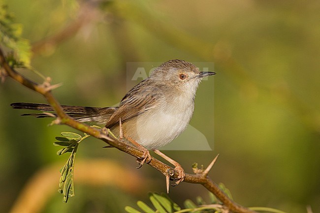 Graceful Prinia - Streifenprinie - Prinia gracilis ssp. yemenensis, southern Oman stock-image by Agami/Ralph Martin,