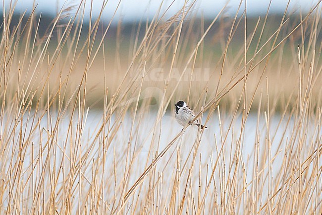 Reed Bunting - Rohrammer - Emberiza schoeniclus ssp. schoeniclus, Germany, male adult stock-image by Agami/Ralph Martin,
