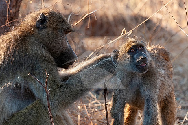 An adult Chacma baboon, Papio cynocephalus, grooming a young baboon. Chobe National Park, Kasane, Botswana. stock-image by Agami/Sergio Pitamitz,