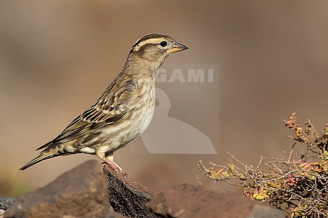 Rock Sparrow (Petronia petronia) perched on a rocky floor stock-image by Agami/Daniele Occhiato,