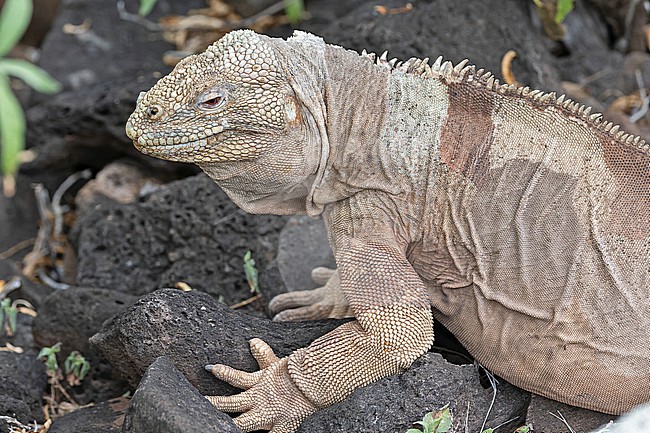 Santa Fe land iguana (Conolophus pallidus) on the Galapagos Islands, part of the Republic of Ecuador. stock-image by Agami/Pete Morris,