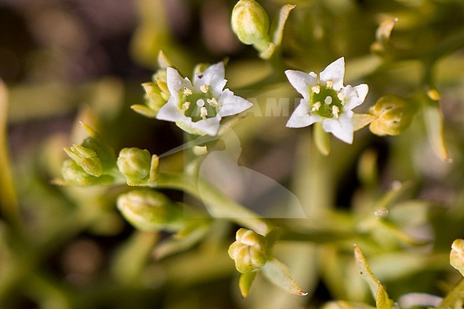 Liggend bergvlas in Berkheide Katwijk; Toadflax in Berkheide Katwijk stock-image by Agami/Arnold Meijer,